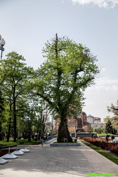 Природно-исторический памятник Тополь на Аллее Героев  Волгоград. Достопримечательность Арт-Квест-Прогул